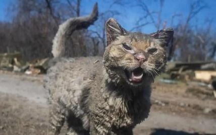 Той, що пройшов крізь вогонь: який вигляд має обгорілий від обстрілів на Київщині кіт через 7 місяців після порятунку