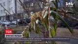 Погода в Україні: з наступного тижня обіцяють мороз до -18 та сніг
