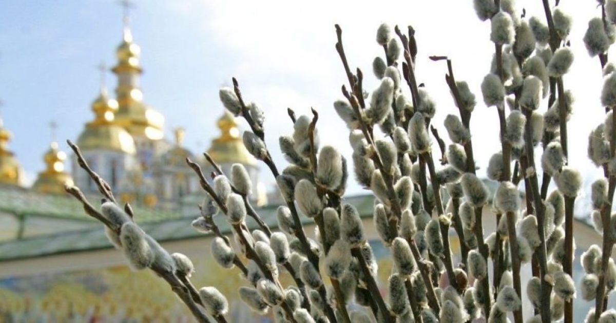 Верба.