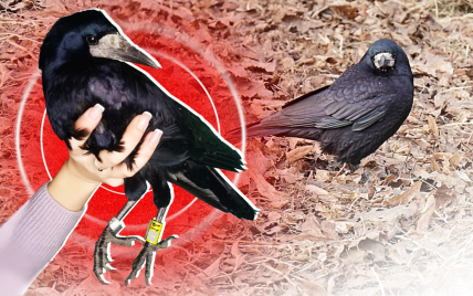 Не вороны: ученые рассказали о "черных тучах" и загадочном скоплении птиц в Киеве