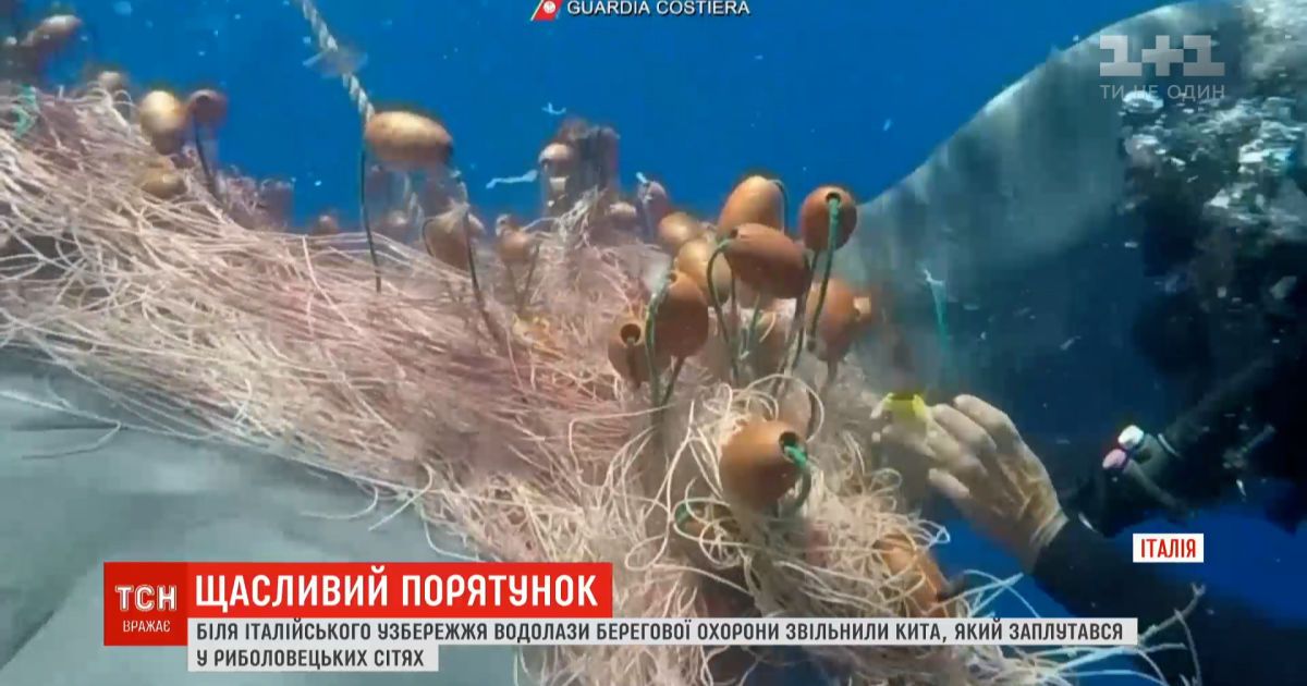 У побережья Италии спасли кита, который запутался в сетях