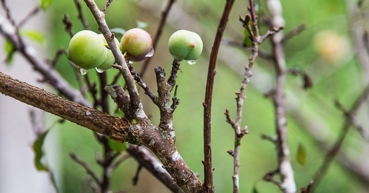 Як омолодити стару яблуню восени