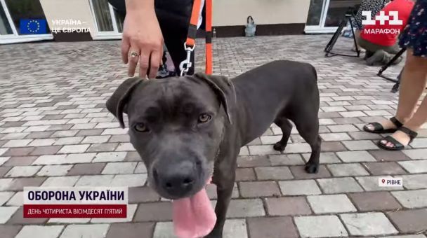 Серед цих пухнастих парубків лише одна дівчинка – дворічна Белла