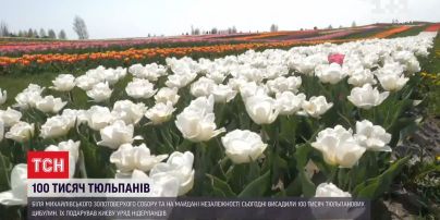 В центре столицы высадили 100 тысяч тюльпановых луковиц