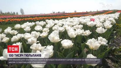 У центрі столиці висадили 100 тисяч тюльпанових цибулин