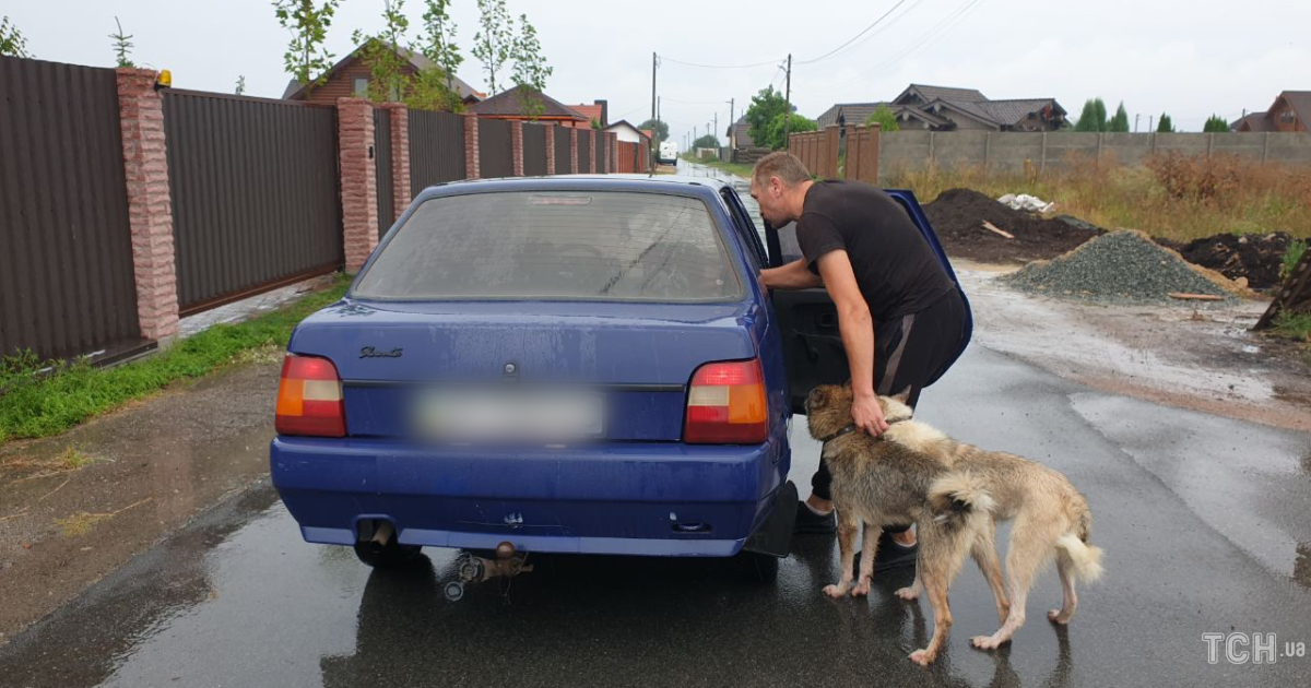 Боится все село: под Киевом собаки задушили кота на глазах шокированных владельцев