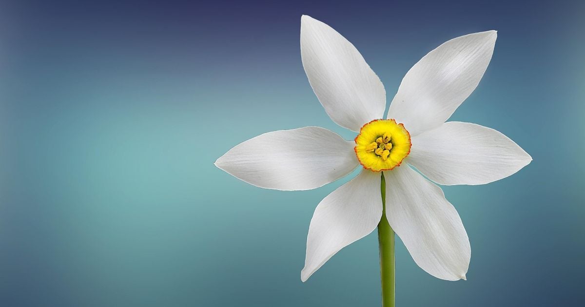 Який сьогодні 9 березня день ангела