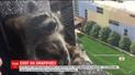 Сотни тысяч американцев сутки наблюдали, как енот выбирался на крышу небоскреба