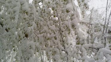 одеса снігопад_1 / © Одеса як вона є