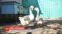 25-річний гусак мешкає зі своєю 23-річною подружкою на Вінниччині