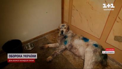 Алабай Кубас, якого розірвало уламками, та його рятівники з Чорнобаївки