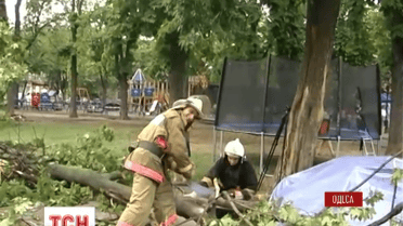 В Одессе дерево упало на человека