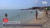 Новини України: у Бердянську відпочивальників дратують морські блохи