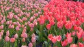 Тюльпани