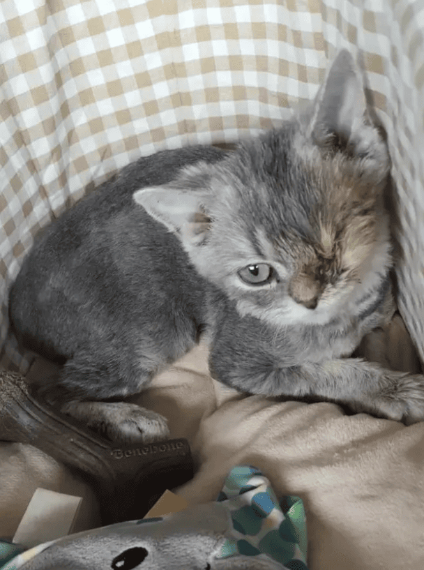 Покинуте кошеня / © Metro