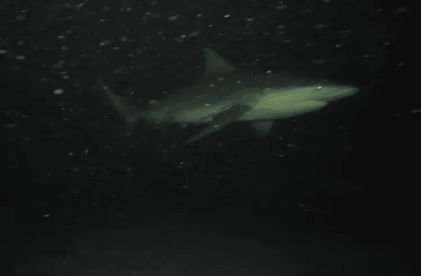 Акула, яку зняла камера GoPro / © YouTube/@OdiFroilan