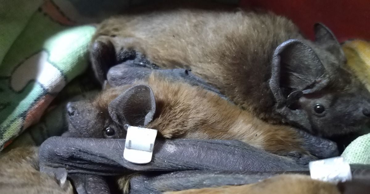 Живут в холодильнике: спасенные в Днепре летучие мыши проходят реабилитацию в Харькове