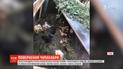 Отгрызло головы курам и сложило в ряд: неизвестное существо напугало селян на Волыни