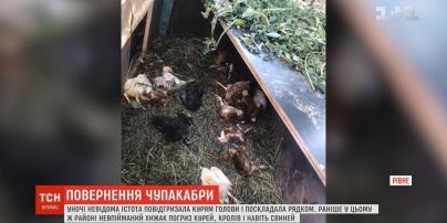 Отгрызло головы курам и сложило в ряд: неизвестное существо напугало селян на Волыни