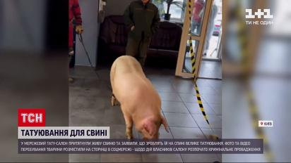 У столичному салоні намагалися зробити татуювання свині
