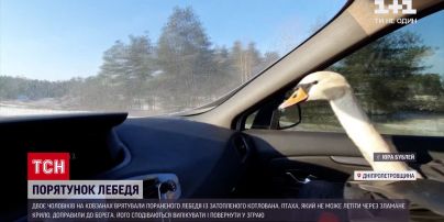 Відчайдухи на ковзанах врятували пораненого лебедя у Дніпропетровській області
