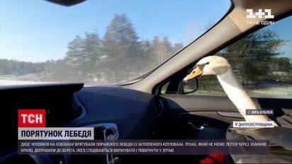 Відчайдухи на ковзанах врятували пораненого лебедя у Дніпропетровській області