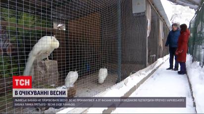 Новости Украины: львовские сурки не проснулись, чтобы вещать весну