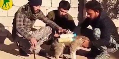 Терористи ІДІЛ використовують "собак-смертників" для вбивства іракських військових