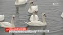 Три десятка птиц поселились на Днепре в десяти километрах от столицы