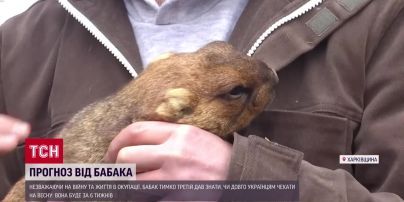 Харьковский сурок Тимко Третий прогнозирует весну