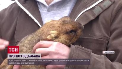 Харківський бабак Тимко Третій прогнозує весну