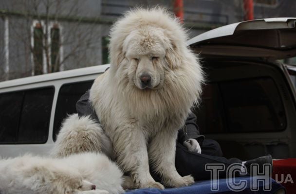 Тибетський мастиф / © Associated Press