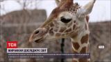 Новости мира: в американском зоопарке 4-месячного жирафика впервые выпустили в открытый вольер
