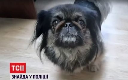 В Ровно потерявшийся пес сам пришел в полицию