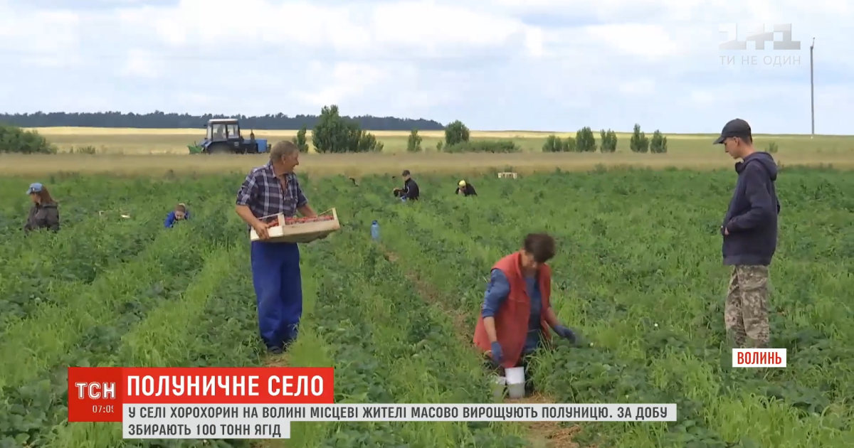 Мешканці волинського села масово вирощують полуницю: засаджено 300 га полів