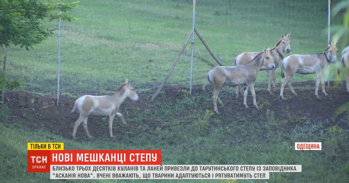 Около 30 куланов и ланей с "Аскании-Новой" адаптируются и спасают Тарутинскую степь