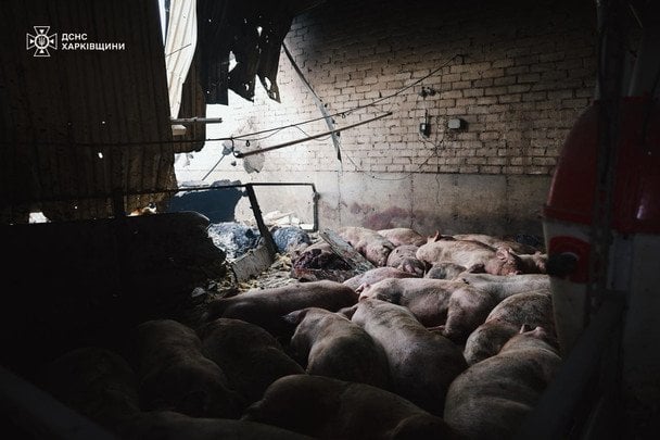 Свині загинули внаслідок удару дрону РФ / © ДСНС