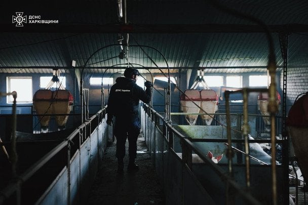 Свині загинули внаслідок удару дрону РФ / © ДСНС