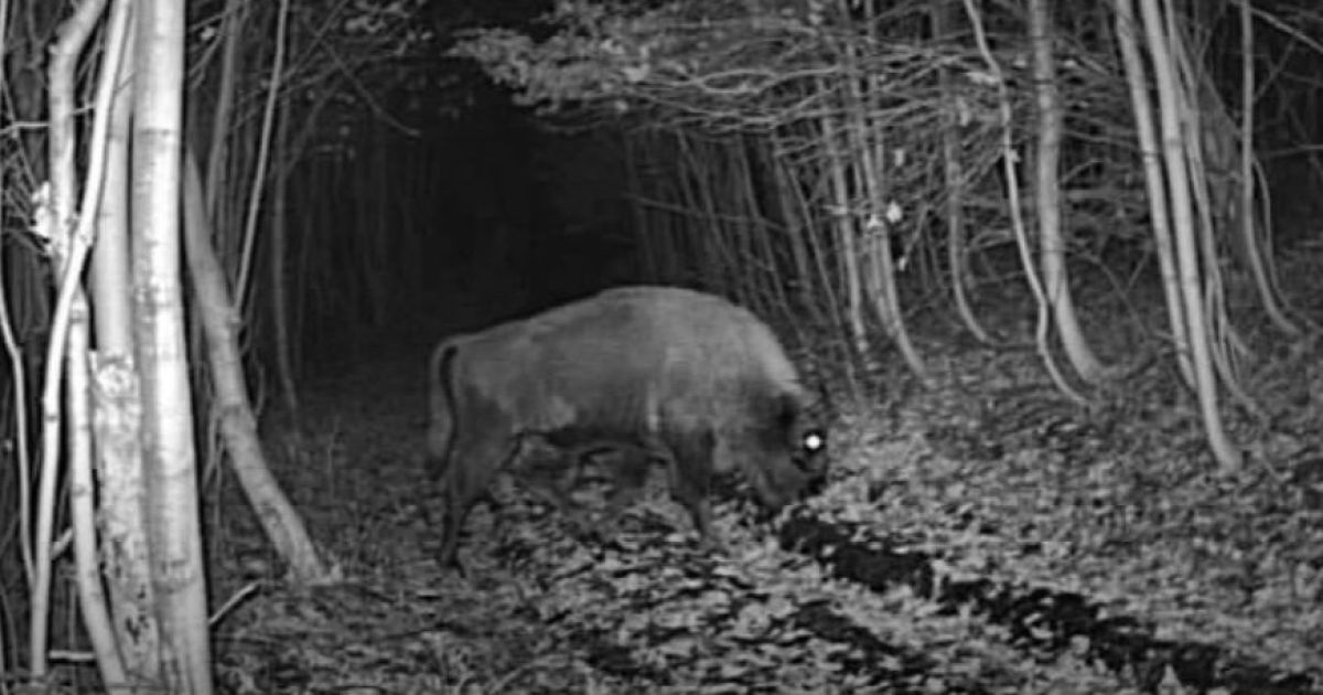 Зубр на кордоні