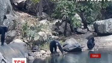 В сети появилось удивительное видео о рыбаках-шимпанзе