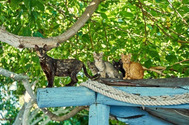 8 серпня Міжнародний день кота / © pexels.com