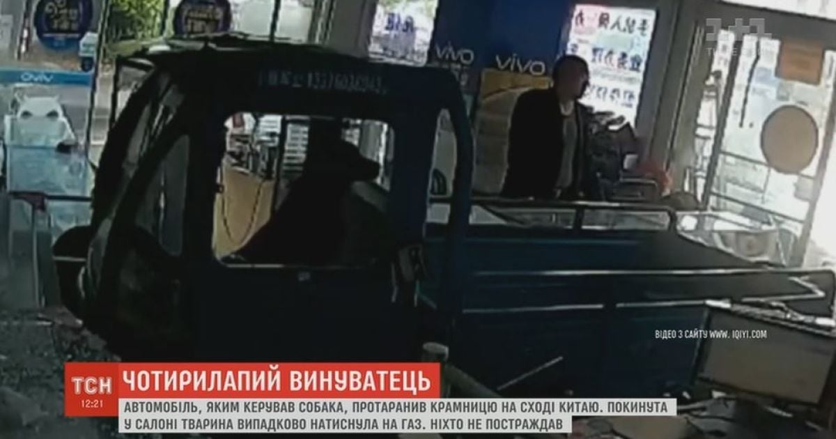 Пес за кермом фургона влаштував погром у китайській крамниці