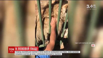 В зоопарке ЮАР лев едва не оставил без руки игрока Валлийской сборной по регби