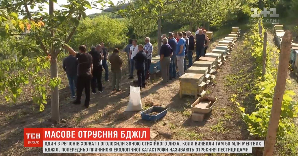 Регион Хорватии объявили зоной стихийного бедствия из-за гибели 50 миллионов пчел