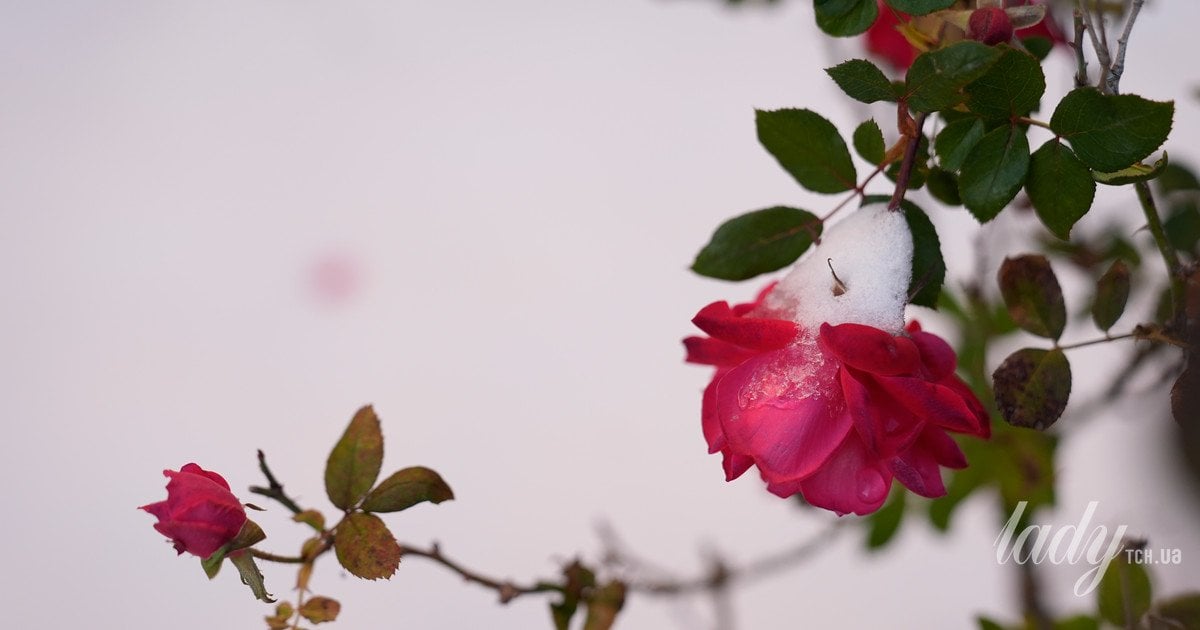 Що обрізати в саду у січні —  рослини, яким зимова стрижка піде на користь