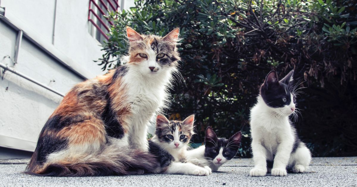Уличные коты