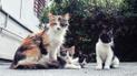 Вуличні коти