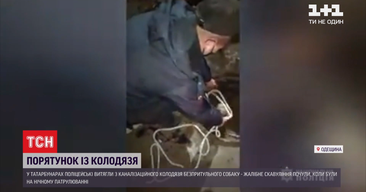 В татарбунарах спасли пса — провалился в люк — новости одессы