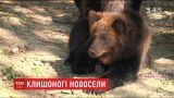 Семью бурых медведей из Херсона перевезли в Прикарпатье