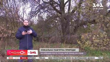 "Возрастная" груша: чем уникален этот ботанический памятник природы в Киевской области